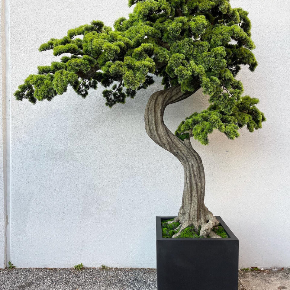 Bonsaï Géant Dans Un Cache-Pot Noir Mat